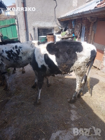 женски телета 