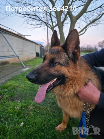 Породиста Немска овчарка