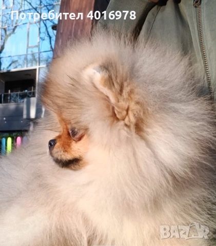 Померан Момиче с Родословие FCI, снимка 6 - Померан - 52822321