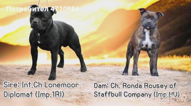 стафордширски бултериер