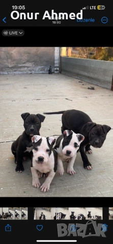 Питбули, снимка 2 - Питбул - 53784911