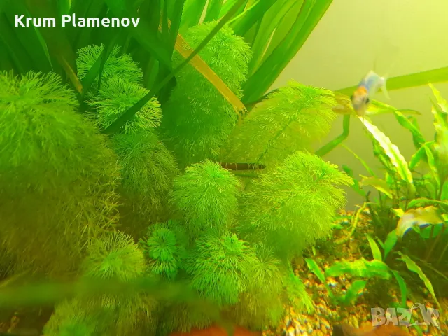 скариди и разстения, снимка 5 - Рибки - 49485333