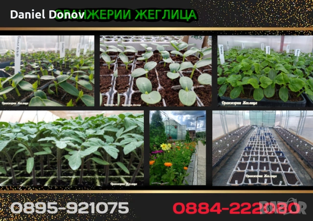 Над 150 сорта разсади за домати, краставици, тиквички, патладжан, дини, пъпеши, цветя, снимка 11 - Разсади - 52473586