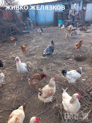 ПРОДАВАМ МЛАДИ ПЕТЛИ, ДОМАШНО ОТГЛЕДАНИ