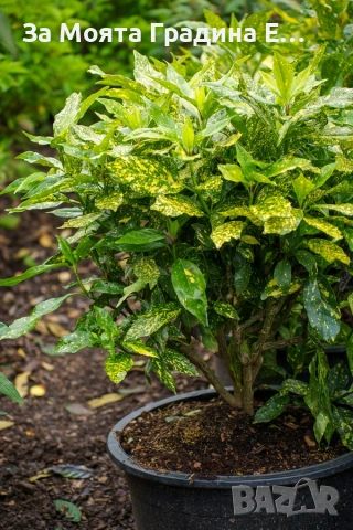 Аукуба , снимка 5 - Градински цветя и растения - 53634676