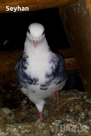 Гълъби типлери 