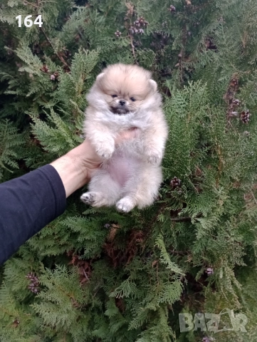 Женски Померани. Реални снимки !!!