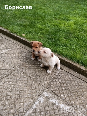 ПОДАРЯВАМ малки кученца , снимка 12 - Други - 51444287