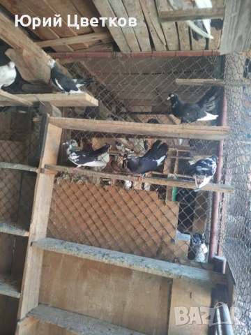 Ломски високолетачи, снимка 4 - Гълъби - 51102124