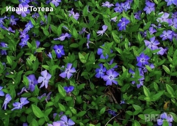 Винка вечно зелена, студоустойчива