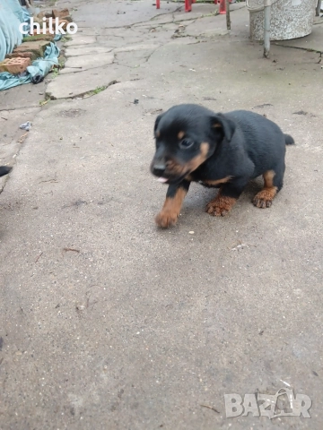 ягдтериер, снимка 10 - Ягдтериер - 52787759