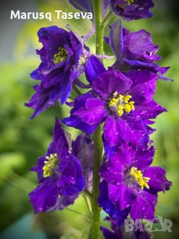 Делфиниум -10 вида , снимка 7 - Градински цветя и растения - 53818064