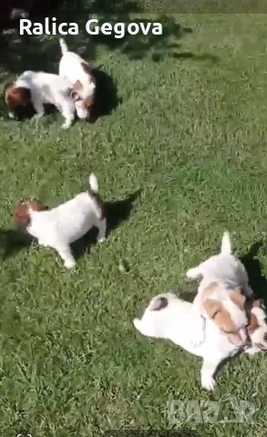 чистокръвни мини Джак Ръсели, снимка 6 - Джак ръсел териер - 53667259