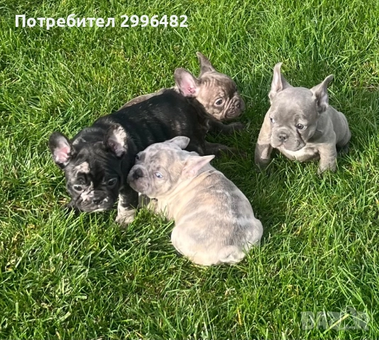 Френски булдог 