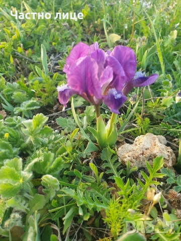 Мини ирис/джудже/перуника, снимка 6 - Разсади - 54168015