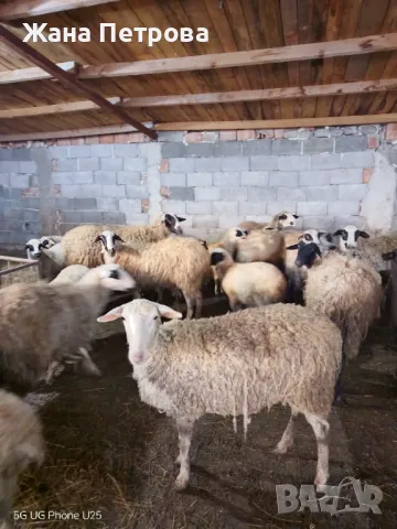 Овце-порода лаком , снимка 1