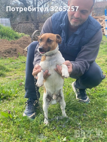 Продавам мини Джак Ръсел териер , снимка 7 - Джак ръсел териер - 54012234