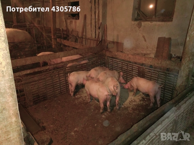 Малки прасета, снимка 4 - Прасета - 49519207