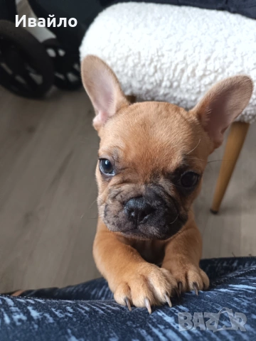 Френски булдог пясъчно мерле, снимка 9 - Френски булдог - 53866669