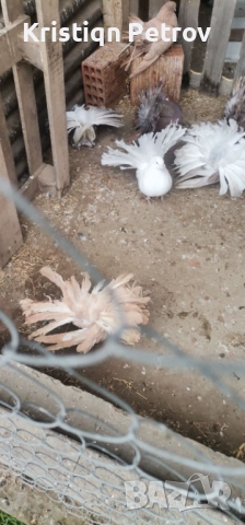 продавам фенерлии, снимка 2 - Гълъби - 52884902