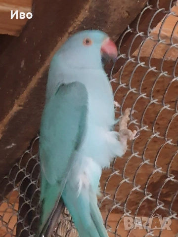 Продавам папагали малък АЛЕКСАНЪР , снимка 7 - Папагали - 53766167
