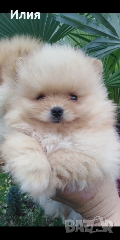 Продавам померани 