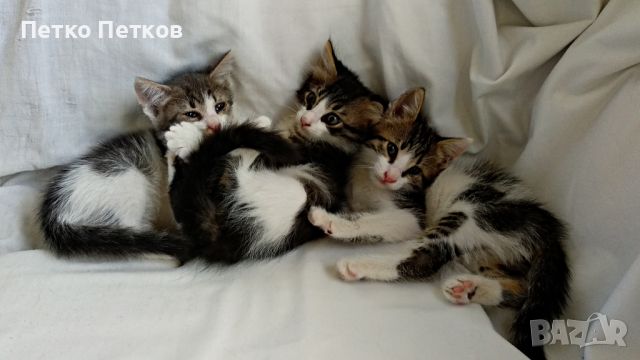 Подарявам 3 котенца-момченца на два месеца, снимка 3 - Други - 46413887