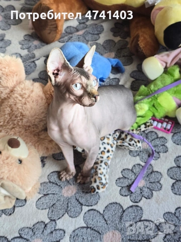 Котенца Канадски Сфинкс, снимка 8 - Други - 53527343