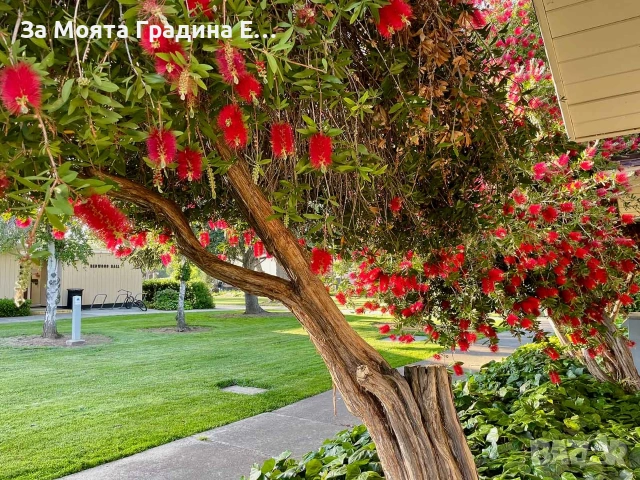 Калистемон , снимка 8 - Градински цветя и растения - 53635793