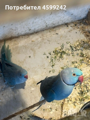 Чифт Малък Александър 