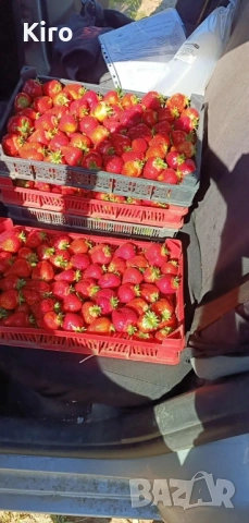 Разсад ягоди АЛБА 0.35 ст за количество, снимка 5 - Разсади - 52299809