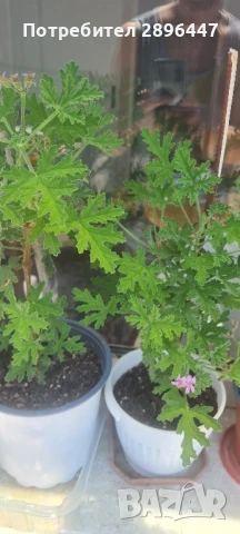 Индрише, много ароматно, разклонено, снимка 9 - Градински цветя и растения - 45320151