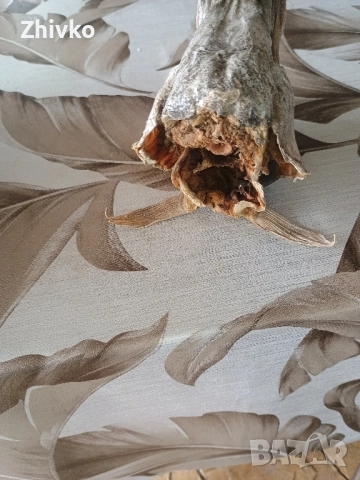 Глава на щука