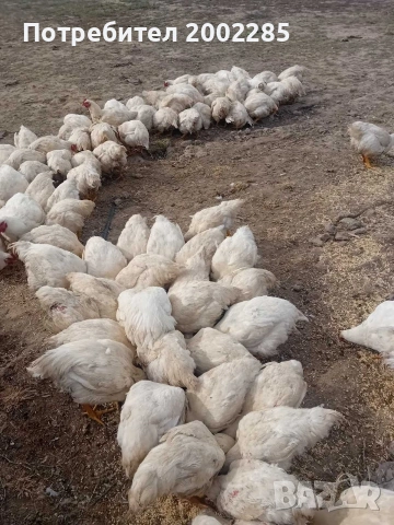 бройлери порода Росс 308, снимка 3 - Кокошки и пуйки - 53995333