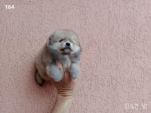 Померани. Реални снимки от 29.03.26 г., снимка 2 - Померан - 54012761