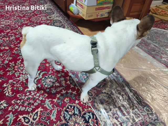 Продавам френски булдог мъжки