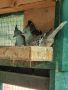 Зеленокрили, Австралийски качулати и Кърски гургулици , снимка 2