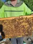 Продавам отводки и пчелни майки сезон 2026 г., снимка 3