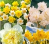 Луковици на нарциси микс 10бр , снимка 1