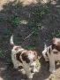 Кученца италиански лагото ромаьоло,две женски и две мъжки., снимка 7