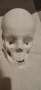 Череп , снимка 3