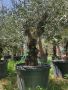 Маслиново дърво за перфектният декор на вашата градина!!!, снимка 16
