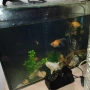 голям аквариум с рибки оборудван 50 х 40 х 24, снимка 11