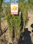фиданки от бадем, снимка 1 - Градински цветя и растения - 45425837
