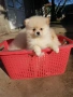 Померан померани Гр. София, снимка 2