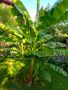 Банани, Студоустойчиви за градината!!!, снимка 1 - Градински цветя и растения - 46029585