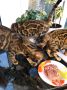 Бенгалски котетa в България, снимка 12