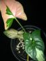 Syngonium Red Spot Tricolor , снимка 1 - Стайни растения - 45675650