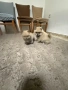Mini Pomeran, снимка 1