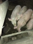 Свободни бели прасета, снимка 4